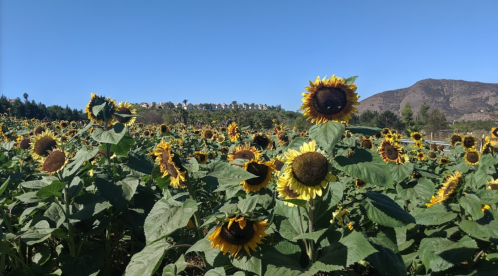 A vibrant field of sunflowers under a clear blue sky, with a backdrop of hills and houses in the distance.