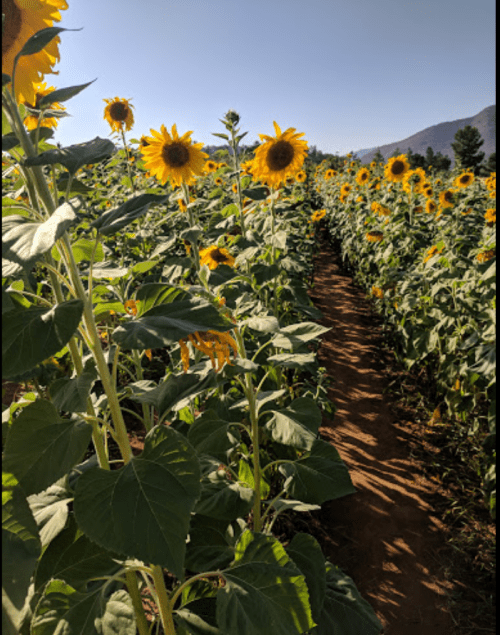 A sunny field of tall sunflowers lining a dirt path, with mountains in the background under a clear blue sky.