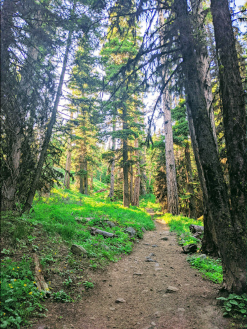 A serene forest path surrounded by tall trees and lush greenery, inviting exploration and tranquility.
