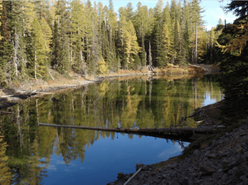 A serene forest scene with a calm lake reflecting trees and blue sky, surrounded by autumn foliage.