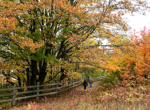 Two people walk along a path lined with vibrant autumn trees and colorful foliage.