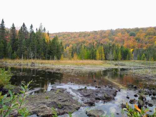 A serene landscape featuring a calm pond surrounded by trees with autumn foliage and a distant forested hill.