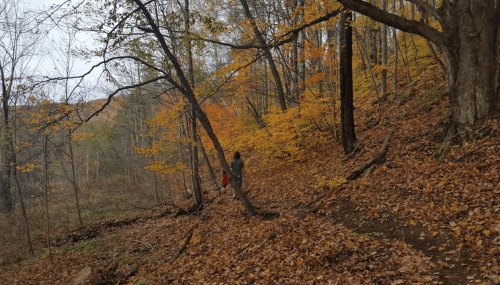 A person walks along a wooded trail covered in autumn leaves, surrounded by trees with vibrant fall colors.