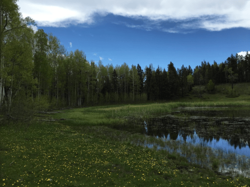 A serene landscape featuring a calm pond surrounded by lush green grass, wildflowers, and trees under a blue sky.