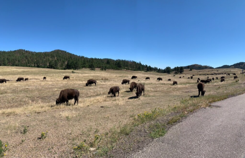 A herd of bison grazes in a grassy field beside a road, with hills and trees in the background under a clear blue sky.