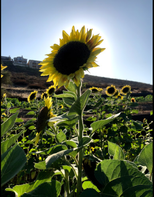 A sunflower stands tall against a bright sun, surrounded by a field of sunflowers under a clear blue sky.