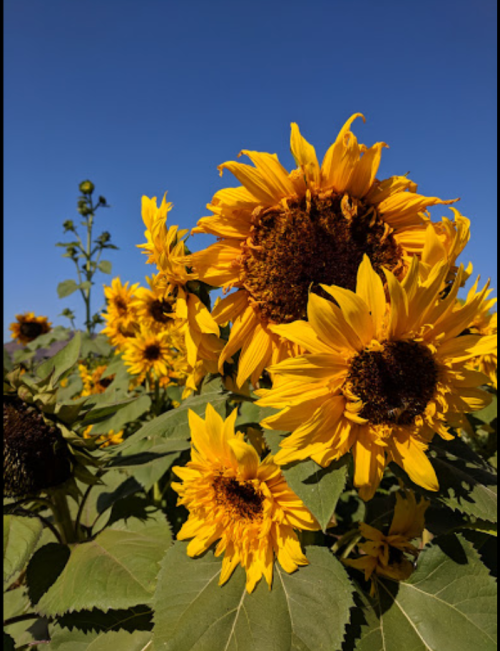 A vibrant field of sunflowers under a clear blue sky, showcasing bright yellow petals and green leaves.