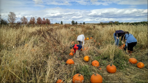 A group of people picking pumpkins in a field surrounded by tall grass and a cloudy sky.