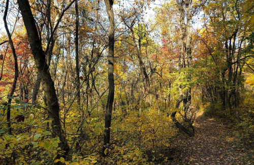 A serene forest path surrounded by vibrant autumn foliage in shades of yellow, orange, and red.