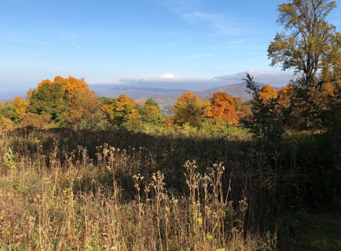 A scenic view of autumn trees with vibrant orange leaves, set against a backdrop of mountains and a clear blue sky.