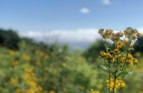 A close-up of yellow flowers against a blurred green background and a blue sky with clouds.
