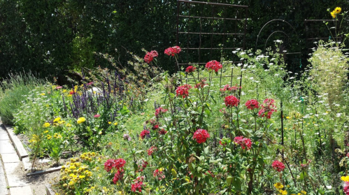 A vibrant garden filled with colorful flowers, including red blooms, surrounded by greenery and a sunny atmosphere.