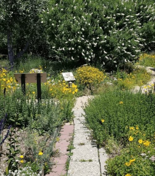 A vibrant garden path lined with colorful wildflowers and greenery, leading to a sign among blooming plants.