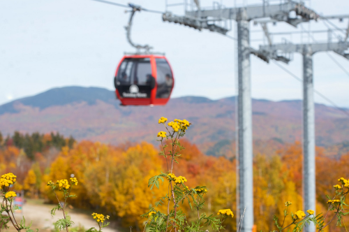 A red gondola glides above vibrant autumn foliage and yellow flowers, with mountains in the background.