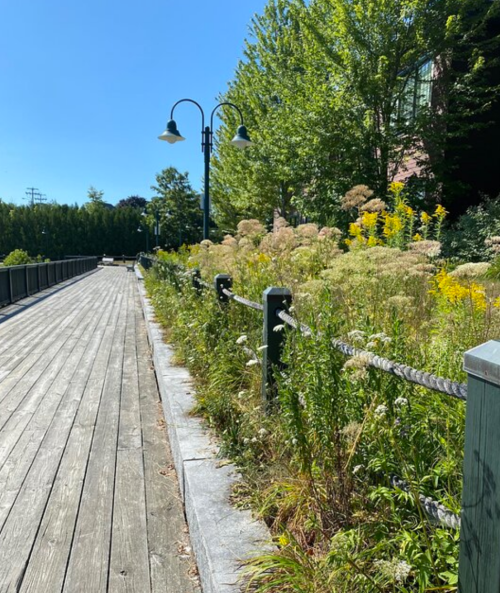 A wooden walkway lined with greenery and flowers, under a clear blue sky, with lampposts in the background.