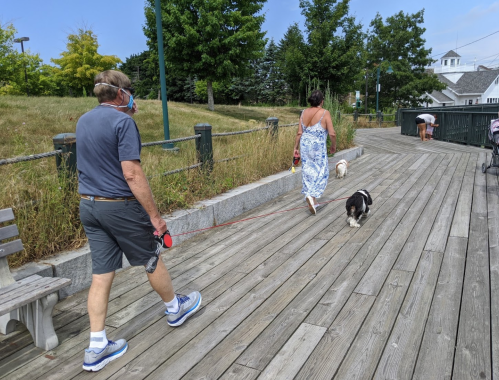 A man and a woman walk dogs on a wooden path, surrounded by greenery and a clear blue sky.