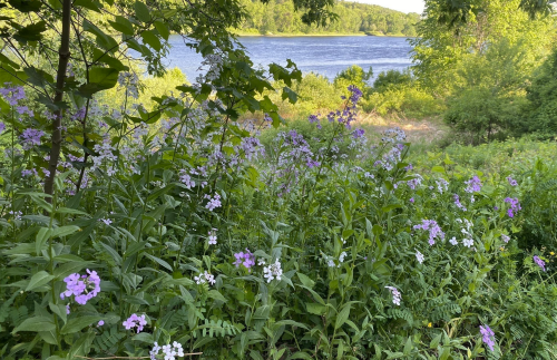 A lush landscape featuring purple and white wildflowers by a river, surrounded by greenery and trees.