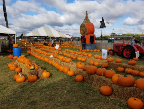 A pumpkin patch with rows of pumpkins, hay bales, a scarecrow, and a red tractor under a cloudy sky.