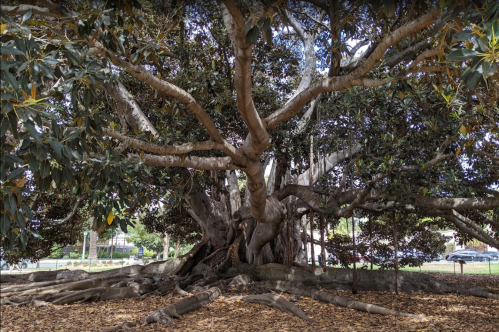 A large, sprawling tree with thick branches and a wide trunk, surrounded by fallen leaves on the ground.