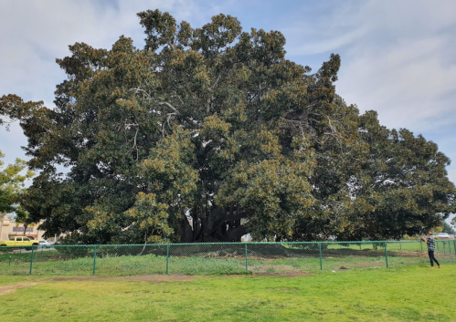 A large, leafy tree stands in a grassy area, surrounded by a green fence under a partly cloudy sky.