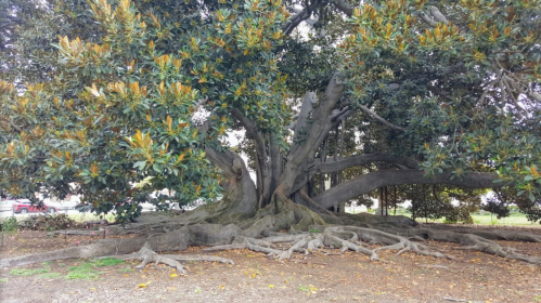 A large, sprawling tree with thick roots and lush green leaves, set in a park-like environment.