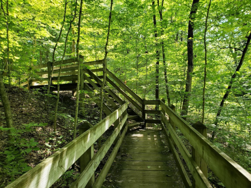 A wooden pathway leads through a lush green forest, with stairs ascending in the background.