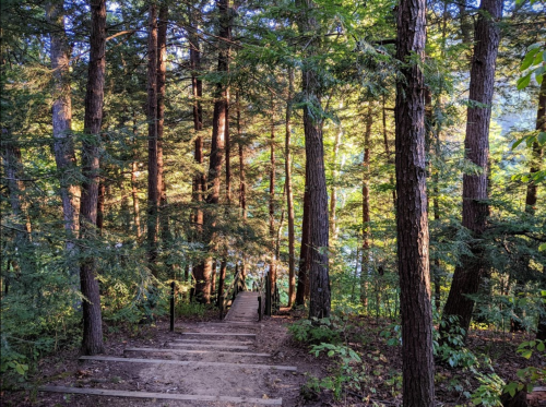 A wooden staircase leads down through a lush green forest with tall trees and dappled sunlight.