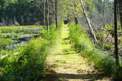 A narrow path lined with greenery leads through a serene forested area beside a calm pond.