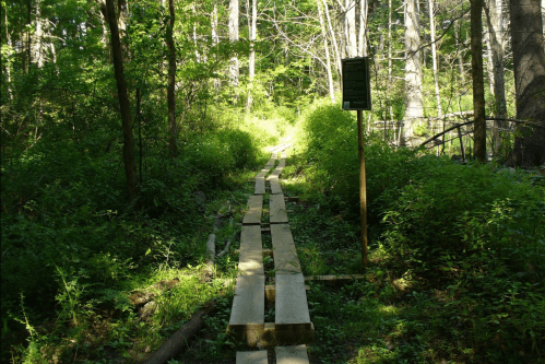 A wooden path leads through a lush green forest, with trees and foliage surrounding the trail.