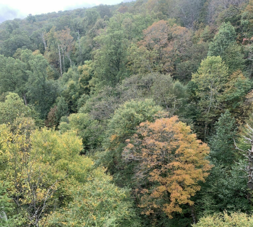 A lush forest with a mix of green and autumn-colored trees, showcasing vibrant fall foliage.