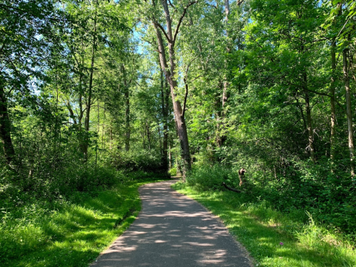 A winding path through a lush green forest, surrounded by tall trees and vibrant foliage under a clear blue sky.