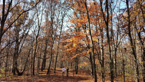Two people stand in a forest with autumn foliage, surrounded by trees with orange and brown leaves under a clear blue sky.