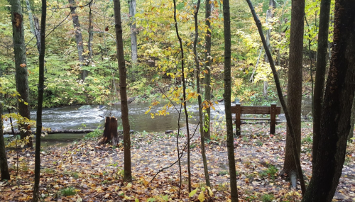 A serene forest scene with a flowing stream, surrounded by autumn foliage and a wooden bench nearby.
