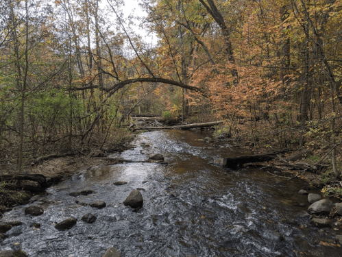 A serene stream flows through a forest with autumn foliage, featuring rocks and fallen branches along the banks.