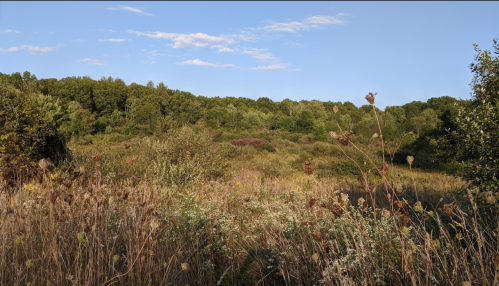 A serene landscape featuring tall grasses and wildflowers, with a backdrop of lush green trees under a clear blue sky.