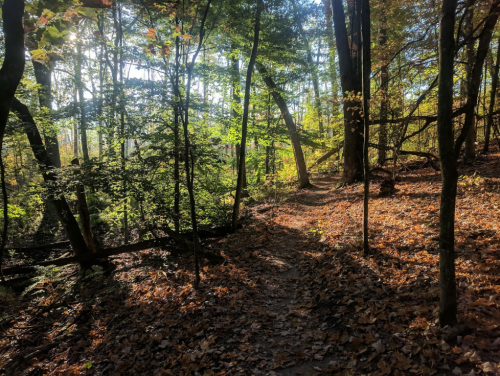 A sunlit forest path surrounded by trees and fallen leaves, showcasing vibrant autumn colors.