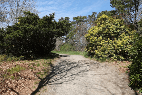 A dirt path surrounded by greenery and shrubs under a clear blue sky.