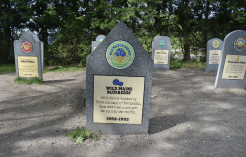 A stone monument for Wild Maine Blueberry, featuring a plaque and surrounded by other similar markers in a wooded area.