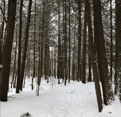 A snowy forest scene with tall trees and a path winding through the white landscape.