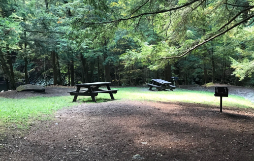 A serene forest clearing with picnic tables surrounded by trees and dappled sunlight on the ground.