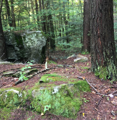 A serene forest scene with tall trees, moss-covered rocks, and scattered fallen leaves on the forest floor.