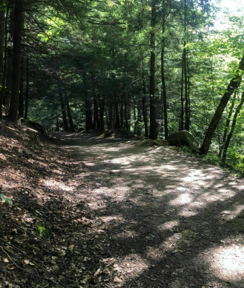 A winding dirt path through a lush green forest, dappled sunlight filtering through the trees.