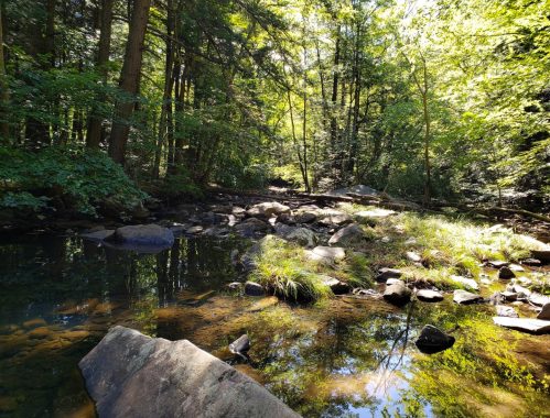 A serene forest scene with a clear stream, rocks, and lush greenery under bright sunlight.