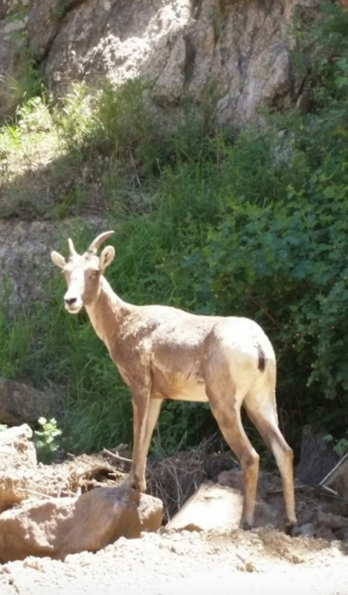 A young mountain goat stands on rocky terrain, surrounded by greenery and sunlight.