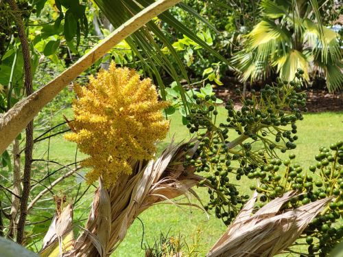 A close-up of a flowering plant with yellow blooms and green fruit, surrounded by lush greenery in the background.