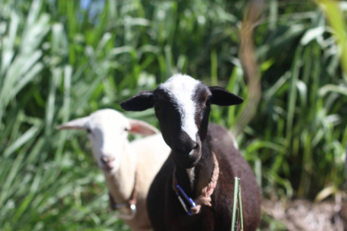 Two goats in a green field, one black with a white patch on its head and the other white, both looking towards the camera.