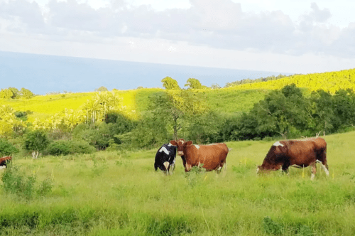 Cows grazing in a lush green field with a view of the ocean and hills in the background.