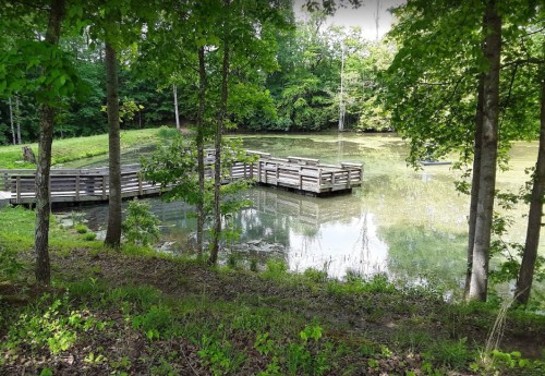 A serene pond surrounded by trees, featuring wooden platforms and lush greenery.