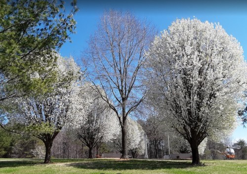 Blossoming white trees in a sunny park, surrounded by green grass and a clear blue sky.