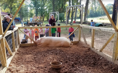 A large pig rests in a pen while children watch from outside, with adults nearby in a wooded area.